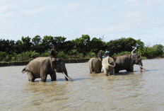 Kejahatan Lingkungan di Kawasan BAS, Ali Akbar: Sudah Selayaknya Aktor Intelektual Dikejar