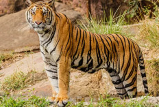 Selamat dari Kejaran Harimau dalam Mimpi? Ini Makna Tersembunyi Menurut Primbon dan Tafsir Islam