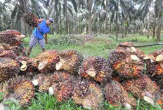 Gapki Pastikan Produksi Kelapa Sawit Indonesia Stabil, Meski Ekonomi Global Lambat