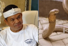 2 Kali Rumah Dedi Mulyadi Disatroni Kobra. Apa Kata Primbon Jawa soal Fenomena Ini?