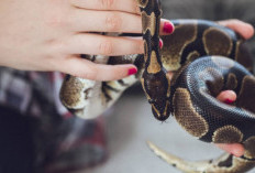 Perspektif Islam dan Primbon Jawa Tentang Mimpi Melihat Ular 