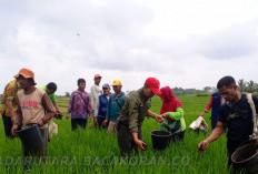 Terobosan Bengkulu Utara Wujudkan Pertanian Berkelanjutan dan Swasembada Pangan 
