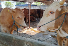 Presiden Prabowo Beli Sapi Limosin Seberat 943 Kg dari Warga Bengkulu Utara untuk Hewan Kurban,Segini Harganya