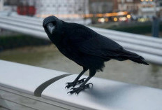 Bukan Pertanda Buruk! Ini Makna Tersembunyi di Balik Mimpi Burung Gagak