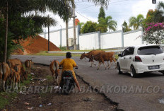 Waspada, Puluhan Ekor Sapi di Bengkulu Ini Mati Massal