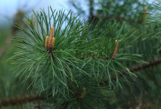 Ini 5 Manfaat Daun Pinus Bagi Kesehatan yang Jarang diketahui, Bikin Penasaran Bukan?