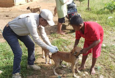 Gratis! 430 Dosis Vaksin Rabies, Ini Hewan yang Jadi Sasaran Puskeswan