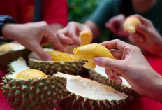 Mitos Atau Fakta Durian Dapat Menyebabkan Kolesterol Tinggi ! Simak Penjelasannya