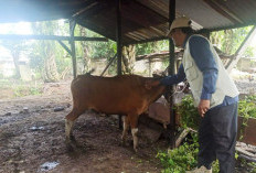 Waspadai Serangan Penyakit 'Ngorok' Ternak, Begini Cirinya