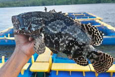 Kenali Ikan Kerapu Serta Kandungan Nutrisi Yang Sangat Bermanfaat Bagi Kesehatan