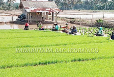 Musim Panen Tiba, Kades Karya Jaya Harapkan Harga Gabah Petani Minimal Rp6.000/Kg