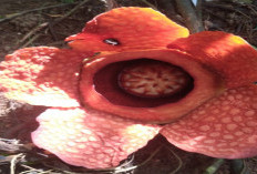 BREAKING NEWS : Bunga Terbesar Sejagad: Raflesia, Mekar Lagi di Palak Siring Kemumu