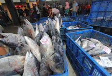 Industri Ikan Kaleng Kerek Peningkatan Devisa