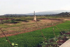 Petani di Kawasan Ini Terancam Tak Bisa Bersawah