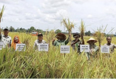 Petani di Mukomuko Hasilkan 31.764 Ton Padi Per Musim Tanam