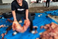 Daging Kurban Bantuan Presiden Tak Cukup, Ketua Masjid Agung Mukomuko Sampaikan Permohonan Maaf