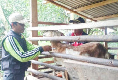 Pemerintah Siapkan Vaksin Gratis PMK dan Rabies