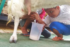 Jangan Sampai Terlewatkan, Ini Manfaat Susu Kambing Bagi Kaum Adam, Simak Penjelasannya