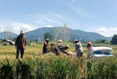 Produktivitas 3,4 Ribu Hektar Sawah, Menteri Amran Incar Bandit Pupuk di Daerah, Ini Nomornya!