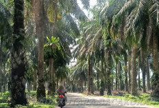 Apa Kabar INFS? Rencana Besar di Eks HGU Sawit Eks PT Agricinal