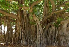 Benarkah Pertanda Gaib?, Ini Makna dari Mimpi Berdiri di Pohon Angker Menurut Primbon