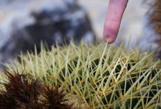 Mimpi Tertusuk Duri dan Bingung Apa Maknanya? Ini Jawabannya