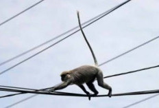 Monyet Ganggu Suplai Listrik, Imbas Tutupan Hutan Kritis?