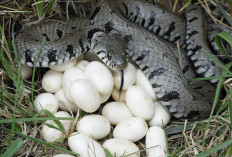 Ular Lewati Fase Kawin, Kini masuk Musim Menetas