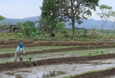 Manfaatkan Replanting 500 Hektar, Daerah di Bengkulu Ini Bidik Potensi Padi Gogo 