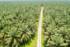 HGU Agricinal Sebelat Juga Berbatasan Dengan Cagar Alam, Libatkan BPPHP