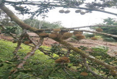 Pohon Durian Warga Roboh Terhempas Badai