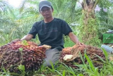 Kabar Harga Sawit Turun, Petani Sawit di Mukomuko Lesu