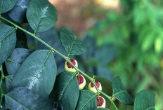 Benarkah Daun Katuk Dapat Memperbanyak ASI? Begini Menurut Dokter Herbal