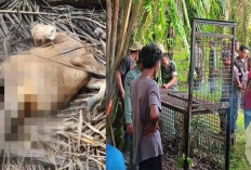 Warga Diminta Waspada, Giliran Ternak Sapi Dimangsa Harimau