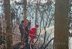 Damkar Jinakkan Amukan Api di Lahan Sawit 1,5 Ha Sukalangu, Lais