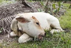 Kasus Kerbau 'Ngorok' di Marga Sakti Sebelat Terus Bertambah, Peternak Diminta Waspada