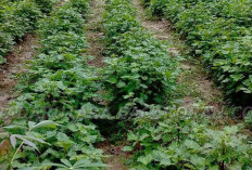 Minyak Nilam Anjlok : Ini Penyebabnya, Panen Usia Ideal