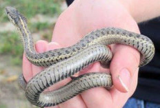 Tafsir Mimpi Menangkap Ular: Makna Menurut Islam dan Arti Bagi yang Sudah Menikah