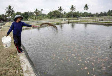 Produksi Ikan Nila Tinggi, Perikanan Air Tawar Perlu Jajaki Ekspor 