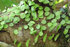 Gampang Di Temukan ! Temukan Manfaat Dari Daun Sisik Naga