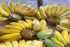 Mungkin Semua Orang Kenal Dengan Pisang Kepok,Tapi Tidak Dengan Manfaatnya Untuk Kesehatan Tubuh