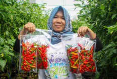 Surplus Perdagangan Beruntun Dimotori Industri Agro dan Manufaktur