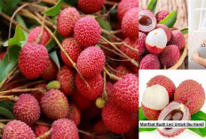 Ini Dia Manfaat Kesehatan Serta Efek Samping dari Buah Leci