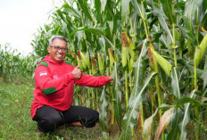 Petani Rasakan Manfaat Benih Unggul Hasil Adopsi Teknologi