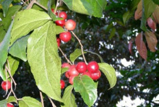 Jarang Diketahui Orang! Ternyata Buah Lobi-Lobi Memiliki Manfaat Menakjubkan untuk Kesehatan Tubuh