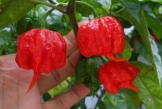 Menggoda dengan Rasa Pedas yang Ekstrem: Cabe Carolina Reaper dan Panduan Aman Menikmatinya