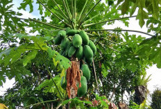 Selain Dapat Mencegah Penyakit Kanker, Ini Manfaat Lain dari Pepaya Muda Untuk Kesehatan