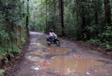 Misteri Horor Hutan Cifor Bogor Masih Terus Ramai Pengunjung, Ada Pesan Makhluk Astral