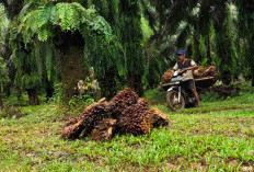 Harga TBS di PT Agricinal Masih Rp3.000/Kg, Berikut Update Harga Sawit Awal Desember 2024