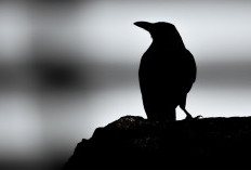 Simbol Kematian? Di Balik Makna Bermimpi Burung Hitam, Simak Penjelasannya